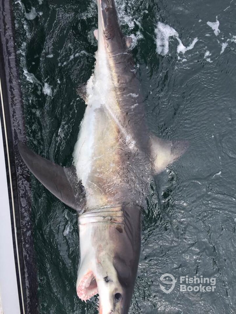 Montauk Report Photo 0