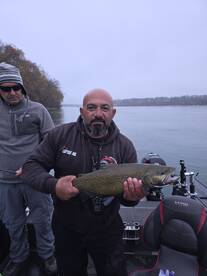 Brown trout smashfest