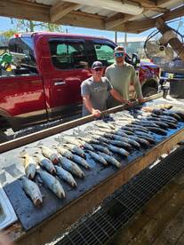 FAST SPECKLED TROUT ACTION!! 