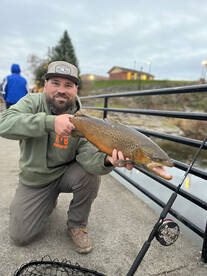 BROWN TROUT AND STEELHEAD!!