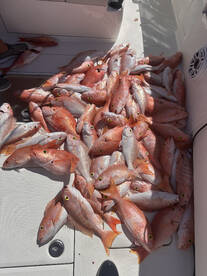 Yellow eye snapper