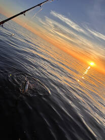 Panama City Report Photo 1