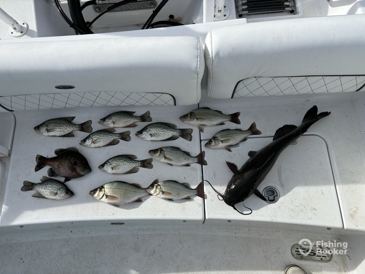 Tega Cay Report Photo 0