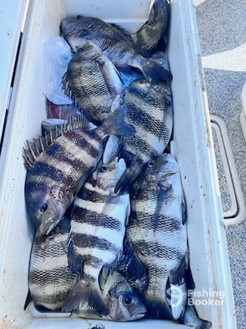 Sulphur Report Photo 0
