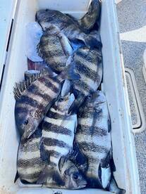 Tight Lines and Full Coolers!