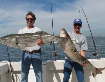 BIG STRIPED BASS TODAY!!!