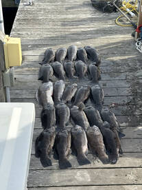 Boat limit Tog