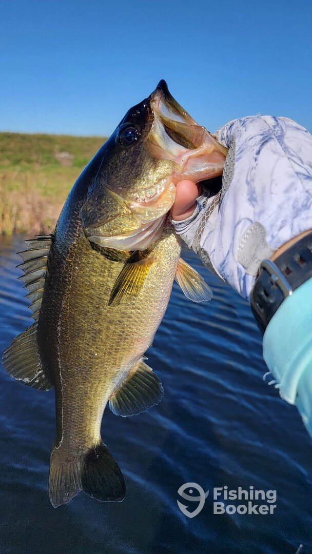 Spunky Everglades Largemouth Bass