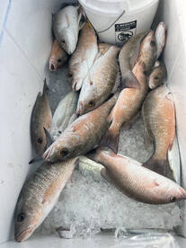 Mangrove snappers are snapping! 