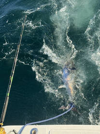Point Pleasant Report Photo 2