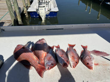 Snapper trip 