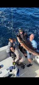 Sailfish start to migrate in the cooler