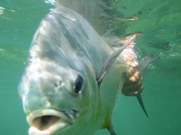 Cudjoe Key Report Photo 2