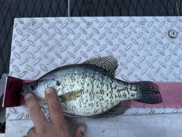 Fox Lake Report Photo 1