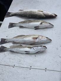 Murrells Inlet Report Photo 2