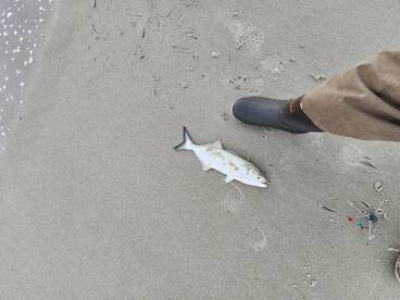 Kure Beach Report Photo 2