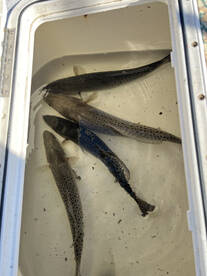 Wintertime inshore fishing crystal clear