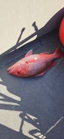 Christmas Snapper!!