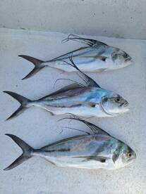 Rooster and Skipjack tuna week!