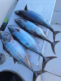 Puerto Vallarta Report Photo 1