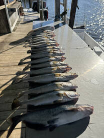 Lafitte Report Photo 2