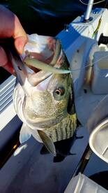 The Striped Bass Are Out Front