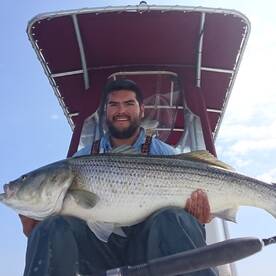 StripedBass and Bluefish bite on