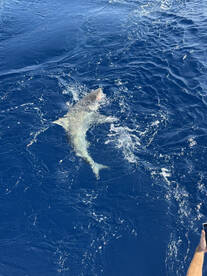 Key Largo Report Photo 1