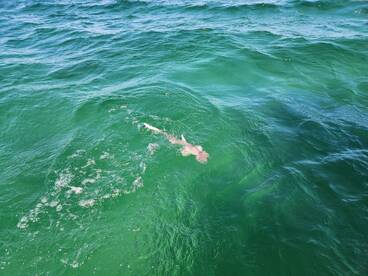Summerland Key Report Photo 1
