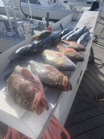 Reef-to-Table Delight: Grouper, Mackerel