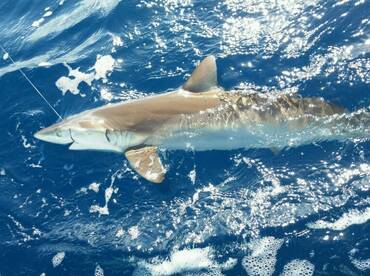 Fort Lauderdale Report Photo 1