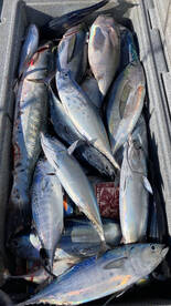 Fort Lauderdale Report Photo 2