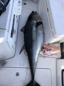 Bluefin Tuna