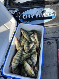 Perch beatdown on lake st clair!