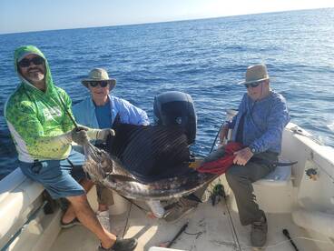 Another day sailfish 