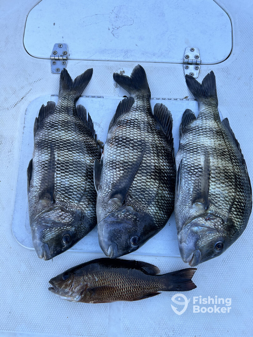 Punta Gorda Report Photo 0