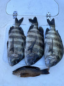 Sheephead bite was pretty hot