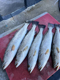 Tarpon Springs Report Photo 2