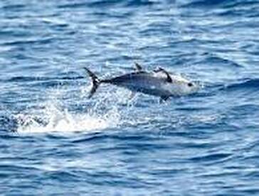 Bluefin TIme!!