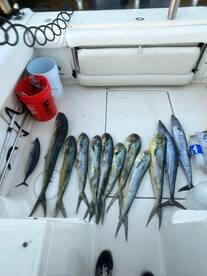 Great day mahi and wahoo