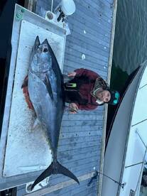 Bluefin Madness
