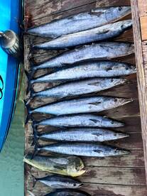 ✨Stripes well earned! Wahoo fishing in B