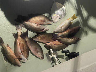 Miami night time fishing adventure