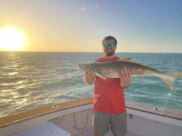 Cobia on the loose!!