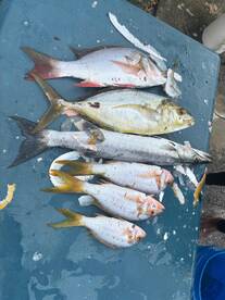 Half day inshore with a great family 