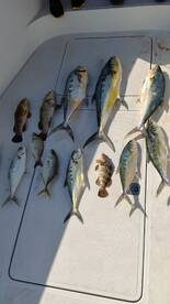 Queen fish hunting 