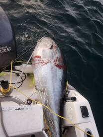 Blue Fin Tuna Hot Hot Hot