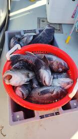 JUMBO SEABASS