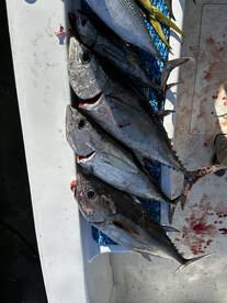 Fort Pierce Report Photo 1