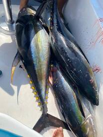 yellowfin tuna on board